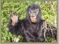 sized_Dieren014